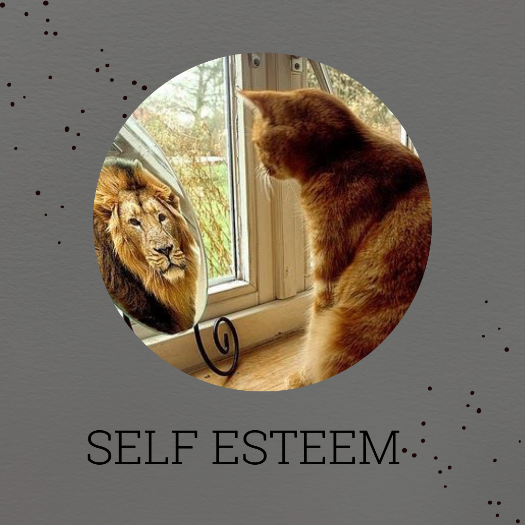 a cat looking at a itself in the mirror with the reflection showing a lion
